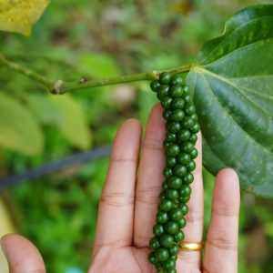 Peppercorns