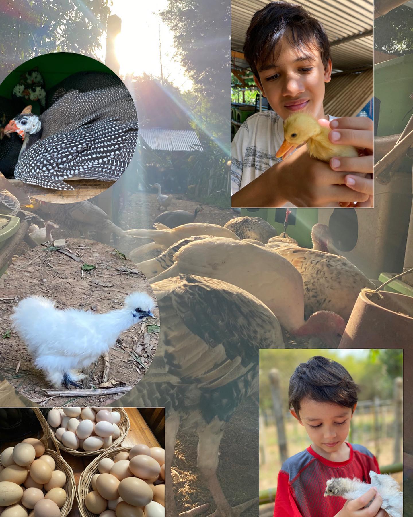 Turkey Farm
